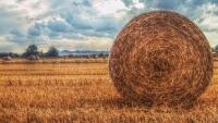 žně pole field-2909260 1280